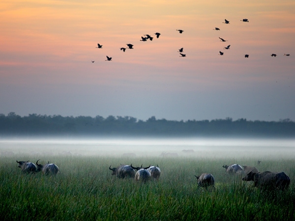 wildlife scenery at Bamurru Plains