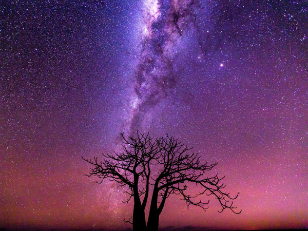 a Boab tree near Derby at night