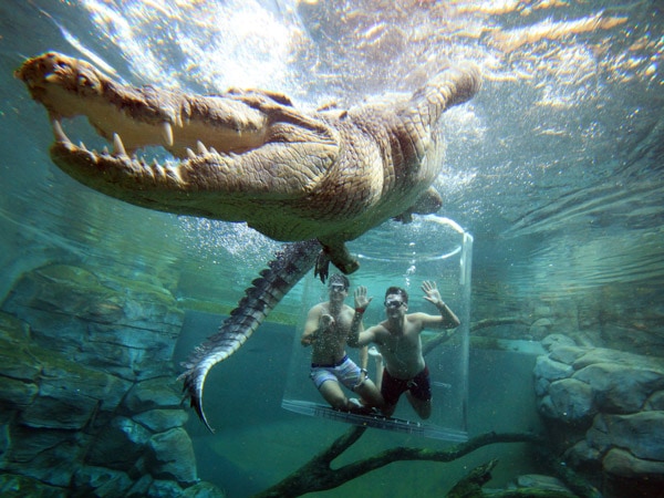 a crocodile encounter at the Cage of Death, Crocosaurus Cove