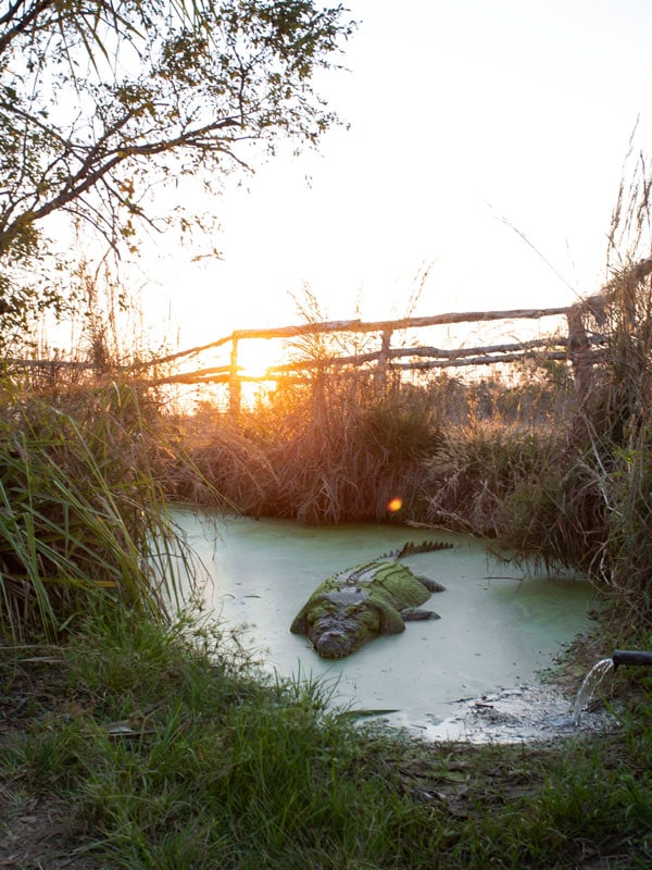 a crocodile resting at Top End Safari Camp