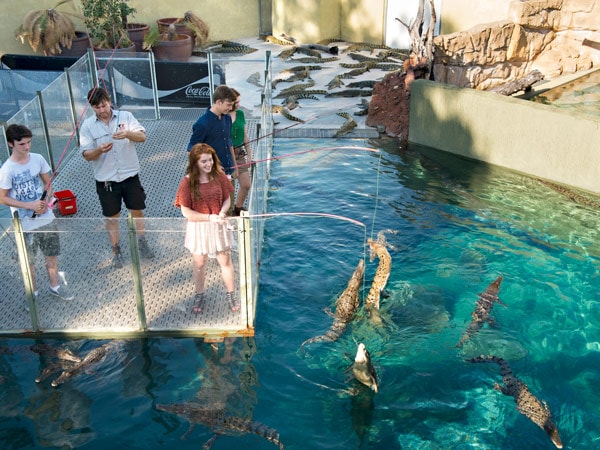 visitors crocodile 'fishing' and feeding baby crocs at Crocosaurus Cove