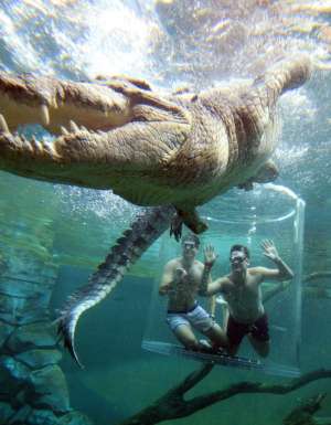 a crocodile encounter at the Cage of Death, Crocosaurus Cove