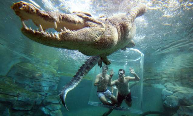 a crocodile encounter at the Cage of Death, Crocosaurus Cove