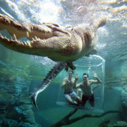 a crocodile encounter at the Cage of Death, Crocosaurus Cove