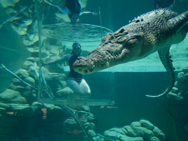 Leah McLennan inside the Cage of Death swimming with a huge Croc at Crocosaurus Cove