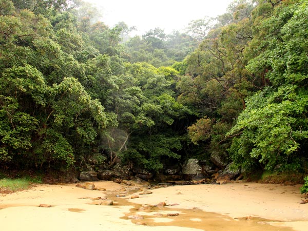 Patonga to Pearl Beach Trail, trailhead and rainforest