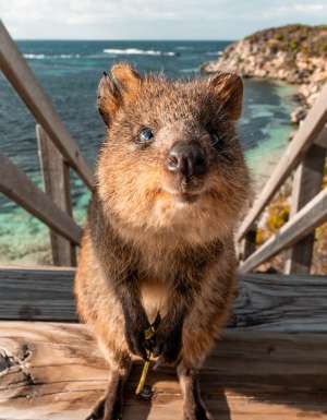 Smiling Quokka on Rottnest Island