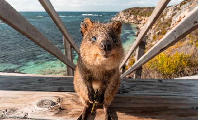 Smiling Quokka on Rottnest Island