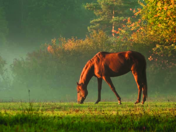 Margaret River horse