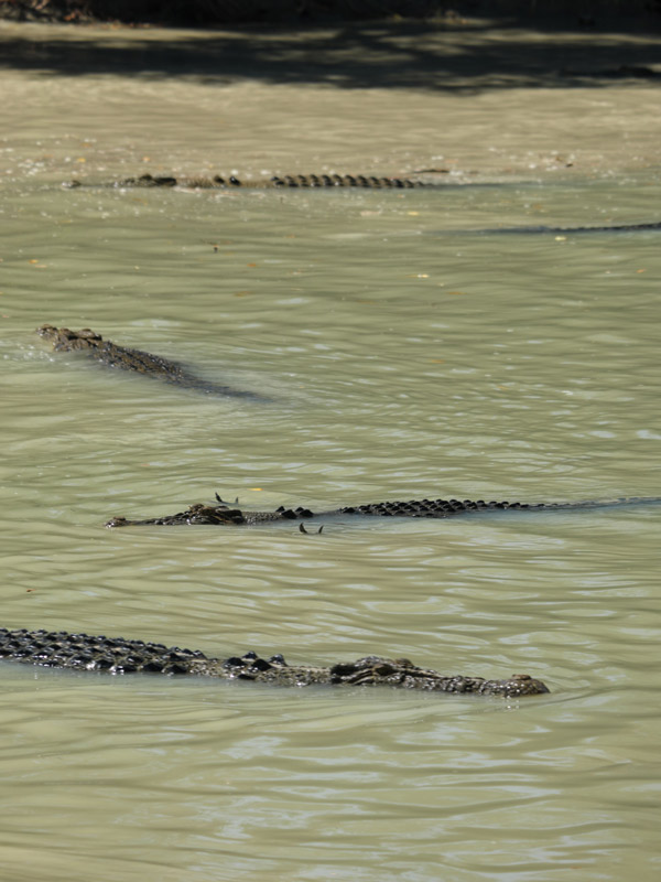 crocodiles at Cahill’s Crossing, Kakadu