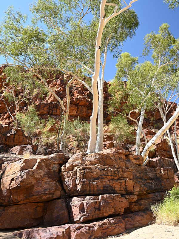 Trephina Gorge Natura Park ghostly gums
