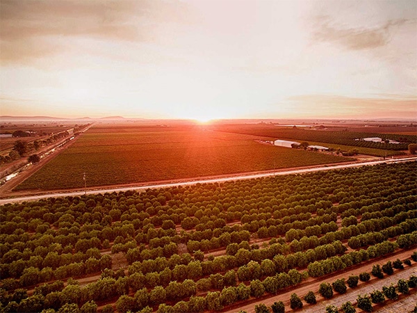 Wineries griffith nsw