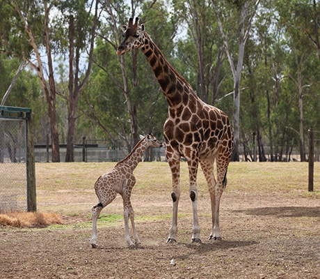 Altina Wildlife Park, Altina