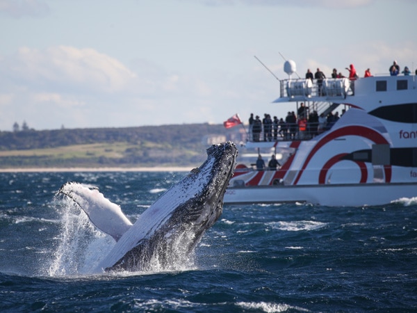 a humpback whale from the perspective of voyagers aboard Whale Watching Sydney