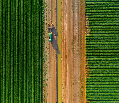 Catania Fruit Salad Farm, Griffith