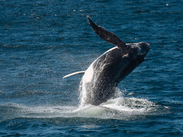 a humpback whale breaching near Sydney Heads on its annual migration along the NSW coastline
