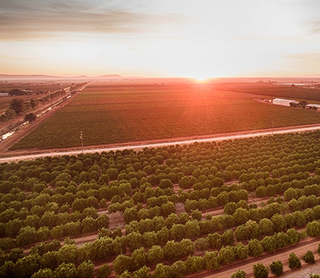 Sunset orchard in Griffith