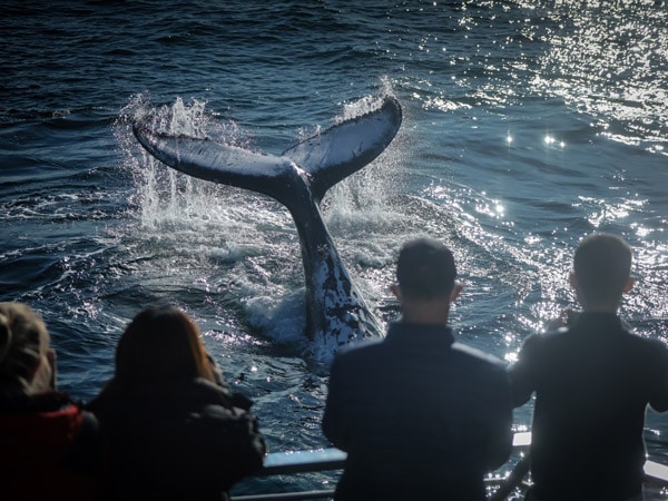 a group of people whale watching aboard Sydney Princess Cruises