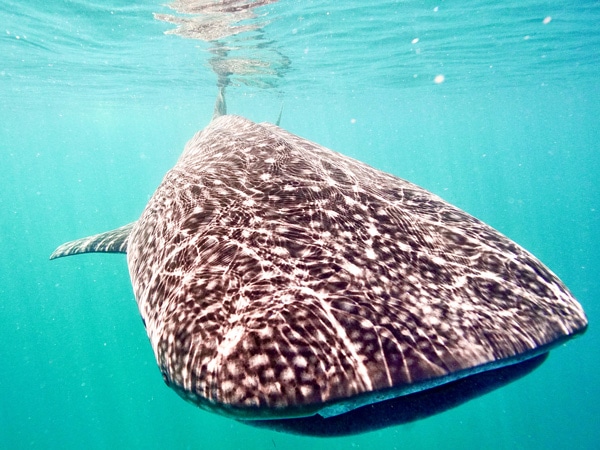 Where to swim with Whale Sharks