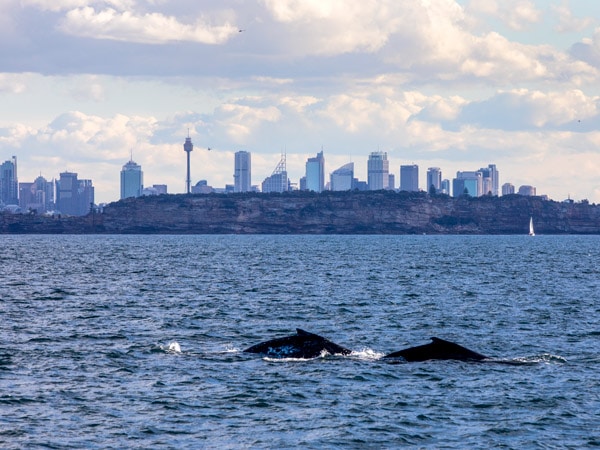 two humpback whales passing through Sydney during their migration up the NSW coastline