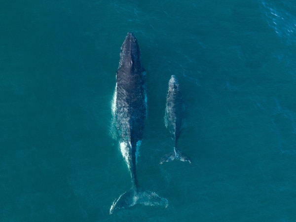 a mother and calf whale migrating along Bondi Beach