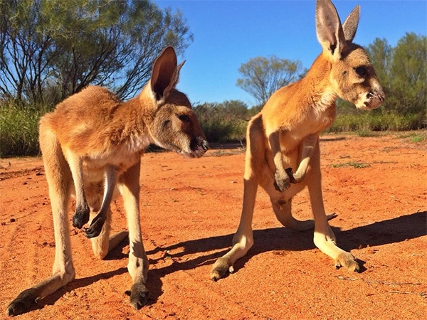 Kangaroo Sanctuary Alice Springs