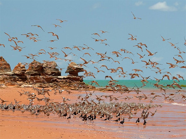 Broome bird species
