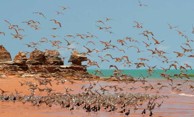 Broome wildlife