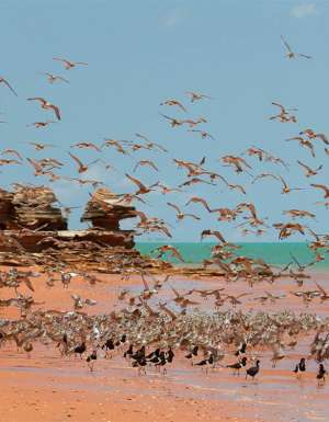 Broome wildlife