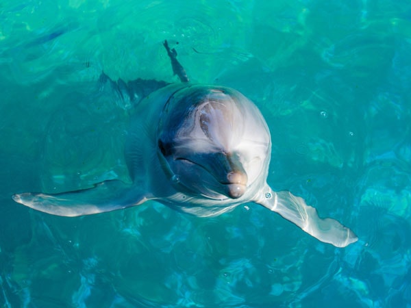 Dolphin Marine Conservation Park