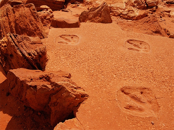 Gantheaume Point Dinosaur footprints