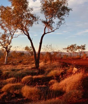 <p><i>Tracing the songlines</i> through the <strong>Pilbara</strong></p>
