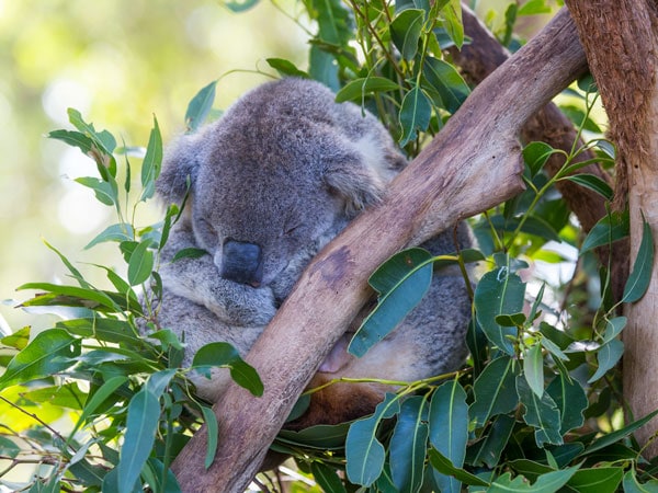 The Koala Hospital at Port Macquarie