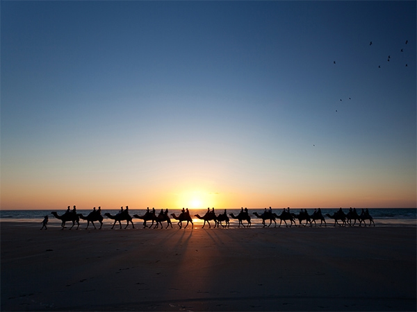 camels sunset Broome