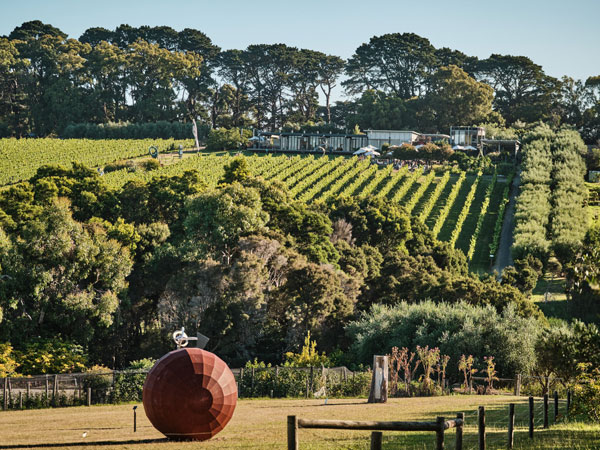 the vineyard at The Restaurant at Montalto