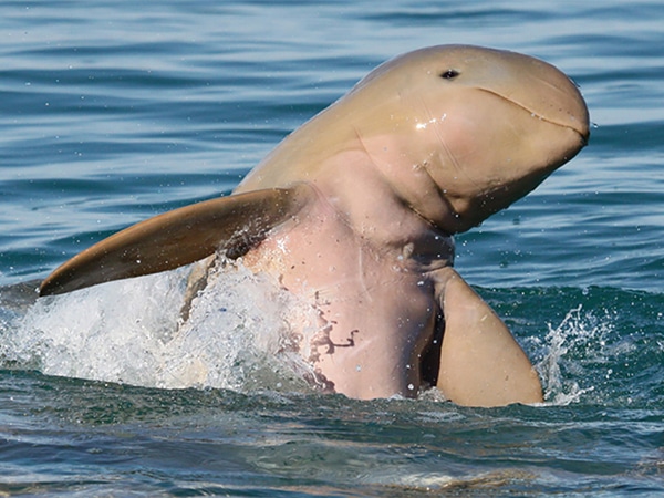 broome snubfin dolphin