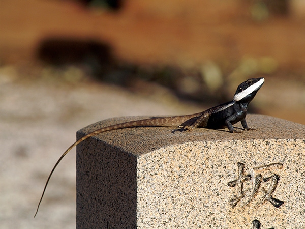 Broome lizard