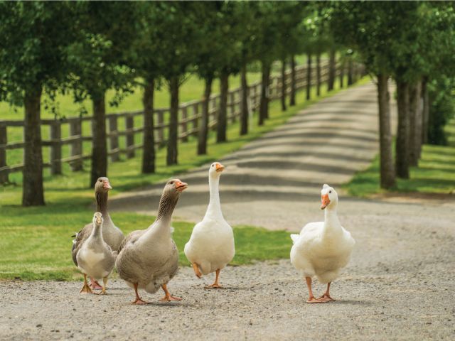 resident ducks at Mount Ashby Estate, Moss Vale