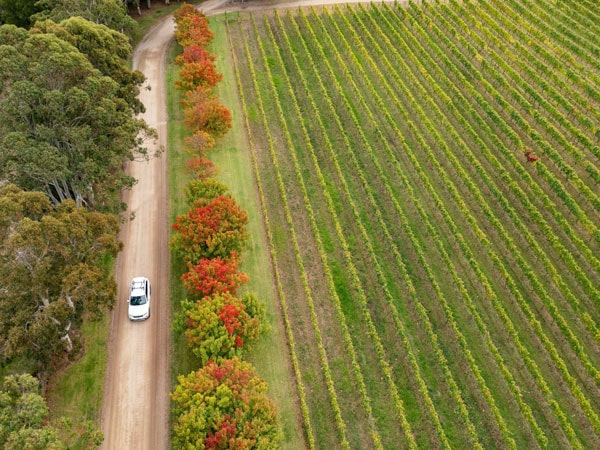 a car driving across a vineyard at Crittenden Estate