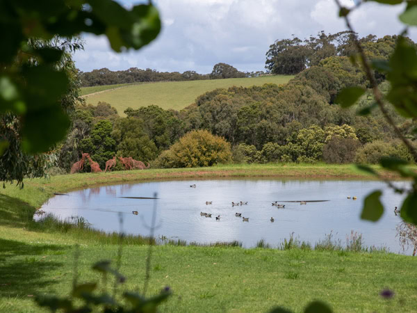 a mini lake at Hart’s Farm in Mornington Peninsula