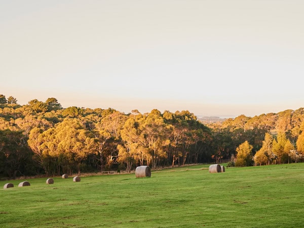 the lush landscape at Logbox Red Hill
