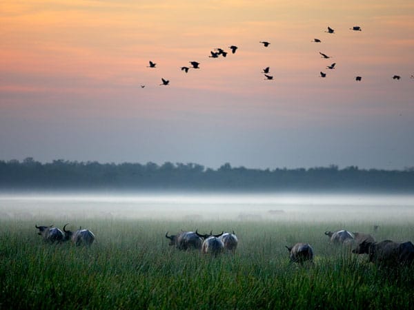Bamurru Plains, Kakadu 