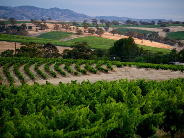 Barossa Valley wineries