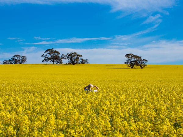 The picturesque landscape of Clare Valley