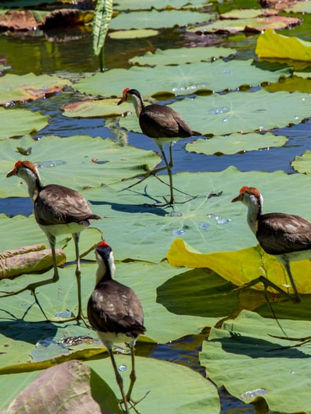 The birdlife at Corroboree Billabong