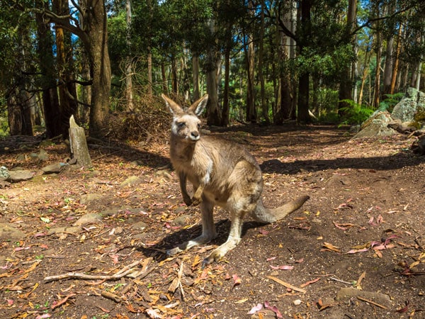 Hiking tasmania wildlife
