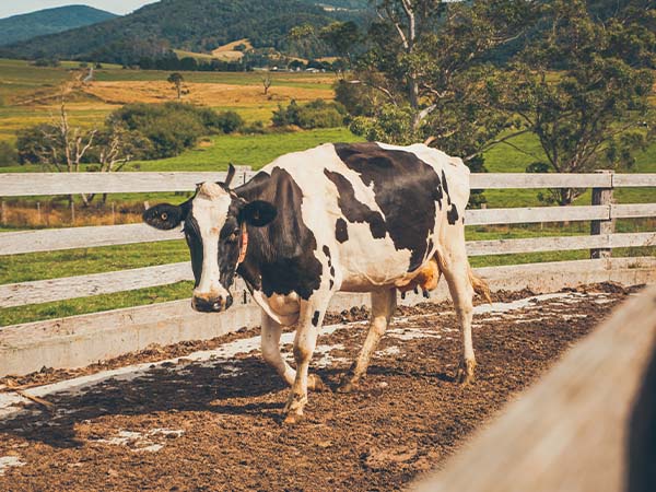 Pyengana Dairy Company Tasmania