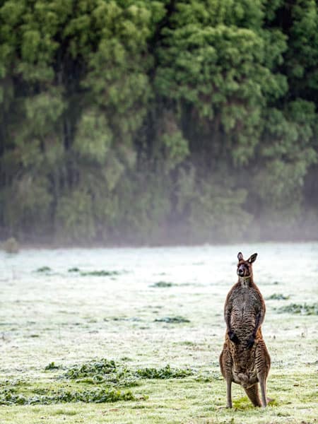 Base yourself at the RAC Karri Valley Resort.