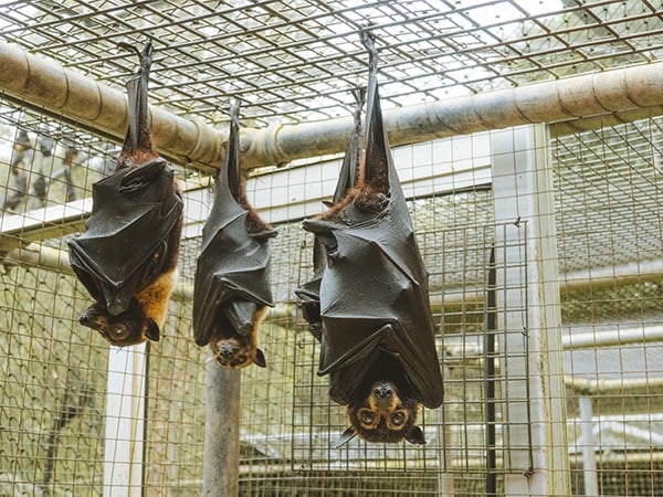 Tolga Bat Hospital Queensland