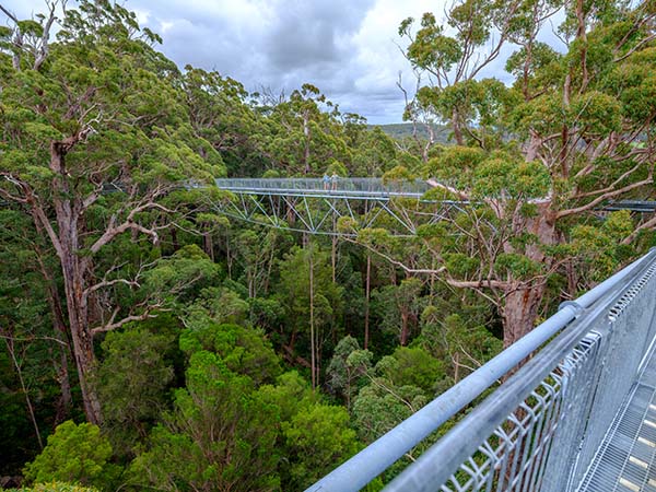 Tree top walk Western Australia
